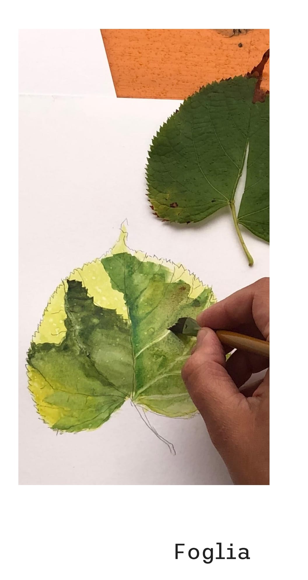 WORKSHOP DI ACQUARELLO VEGETALE - 5 novembre 2025
